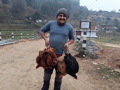 local chicken nepal