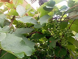 Grapes production on Integrated Farming
