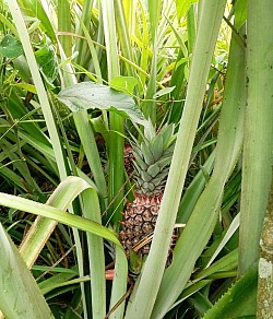 Pineapple farming