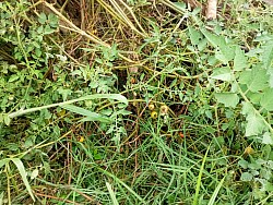 Typical Local Tomato Farming